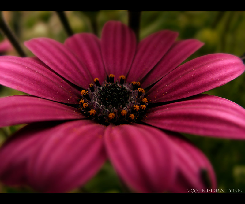 Spring Flower 2 by kedralynn