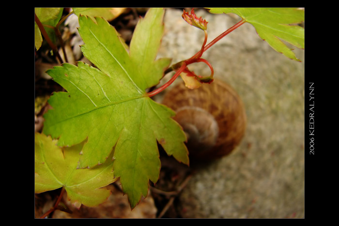 Snail Hideaway