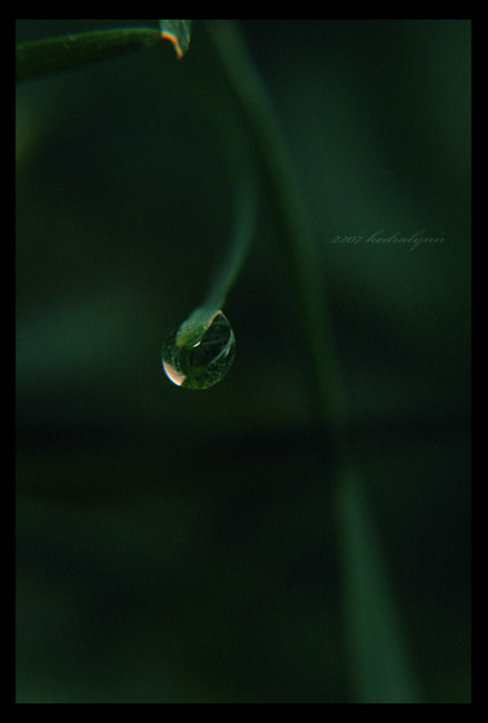 Morning Dew