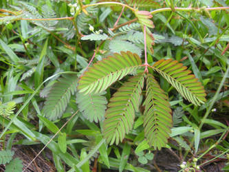 mimosa pudica