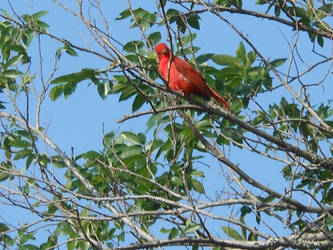 Summer Tanager