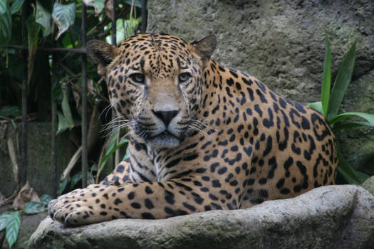 Jaguar - Costa Rica - 01