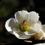 Bee in White Flower