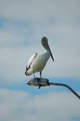 Pelican on Lamp