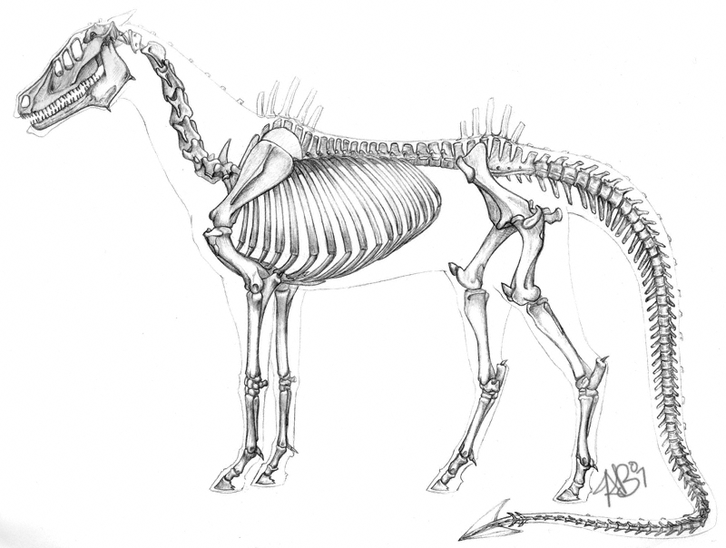 Anatomy of Domnopalus