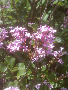 May Lilac