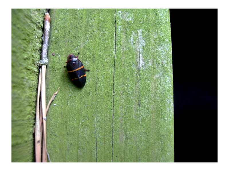 Bug on a fence