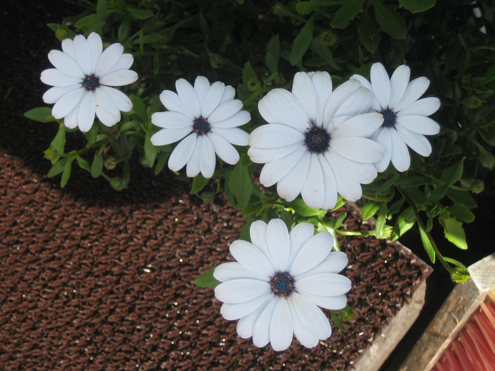 Osteospermum by Temansha on DeviantArt