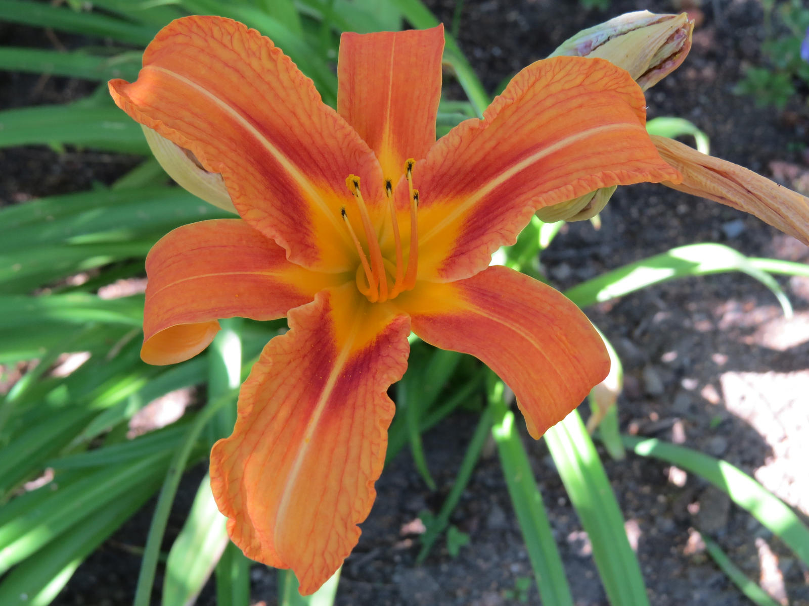 Orange Daylily