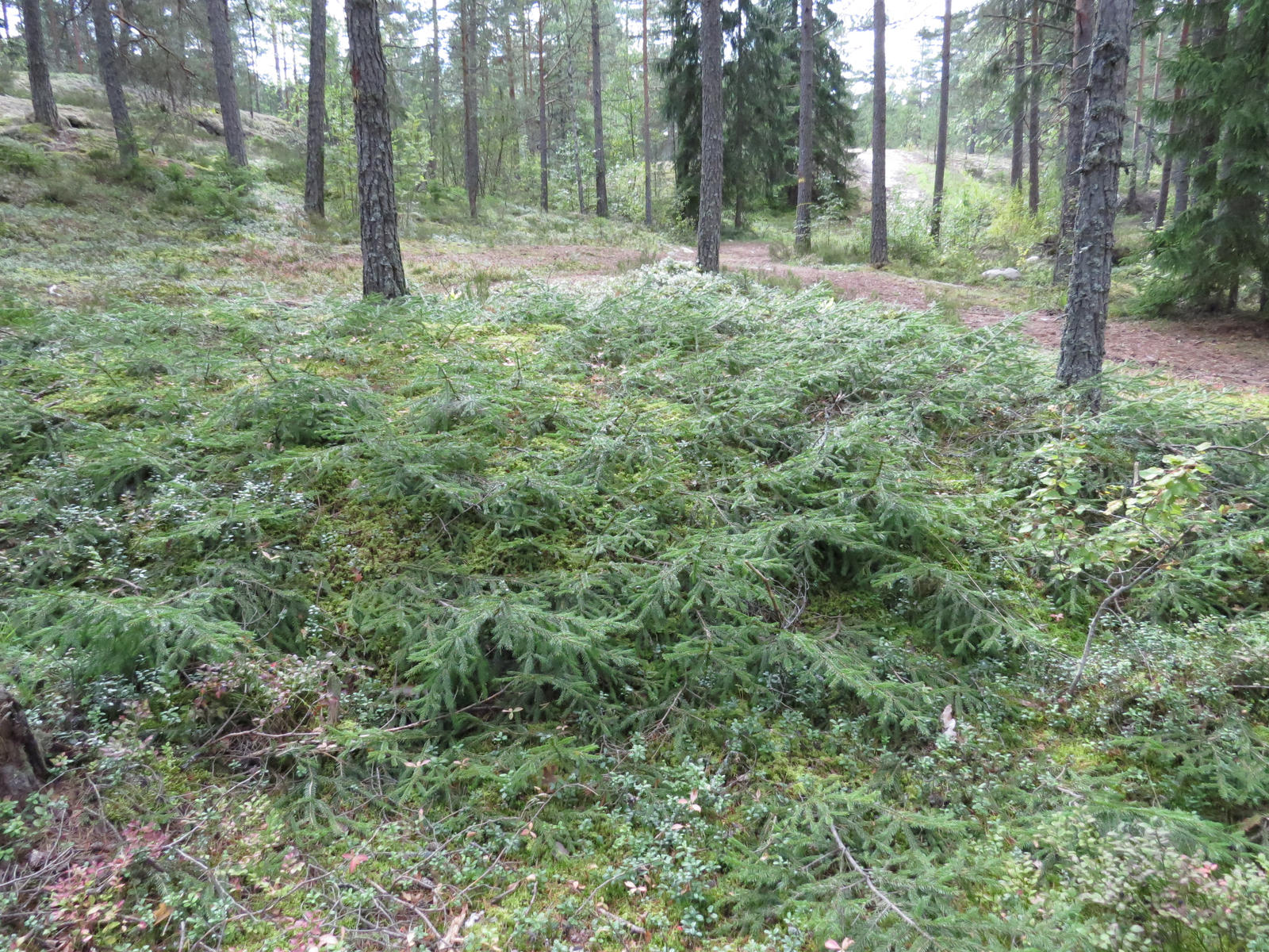 The Table of Tapio by Temansha on DeviantArt