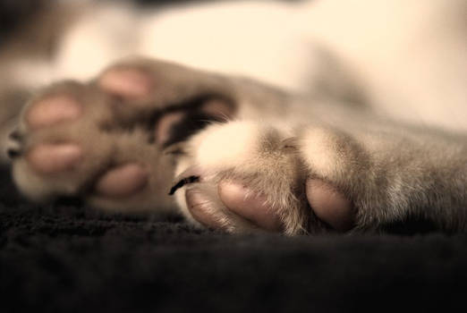 Paws 2