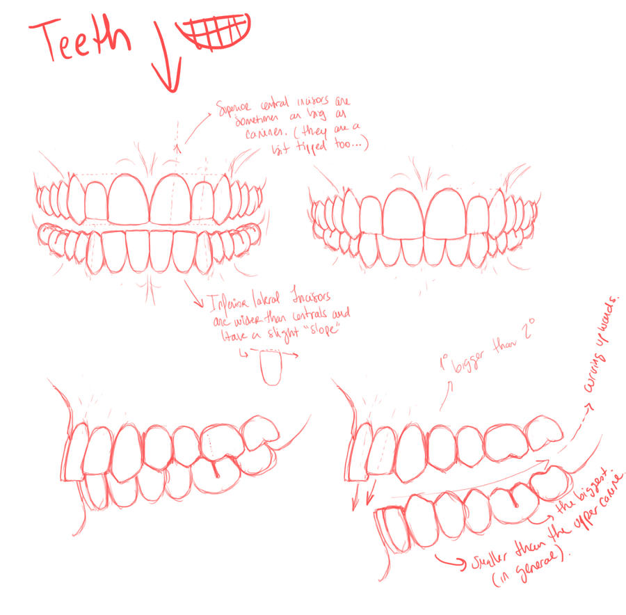 Teeth