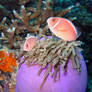 Pink Skunk Clownfish