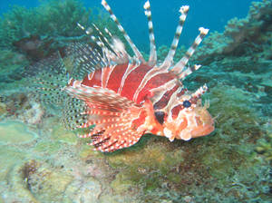 Lionfish by Trojaner93