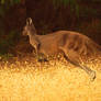 Western Grey Kangaroo.