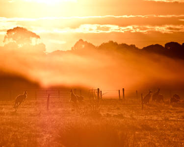 Roos in the morning mist