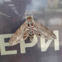 Convolvulus Hawk-moth (Agrius convolvuli)