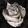What a lovely thing a rose is: iPhone Photography