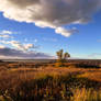 Oswegus: iPhone Photograph