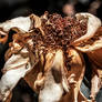 Makes Great Things Decay