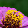 Cannot Blossom Without Sunshine