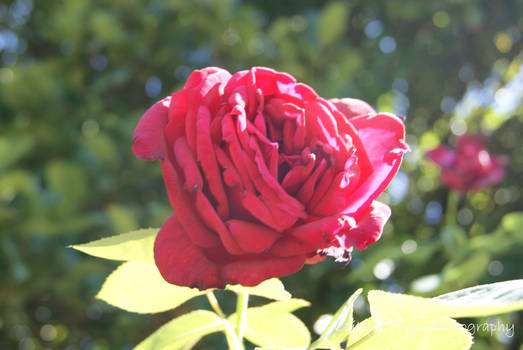 old red rose