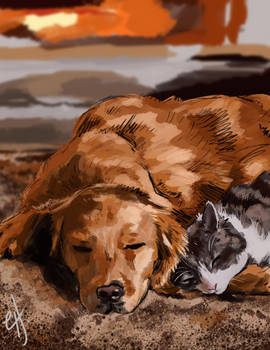 Cozy Companion