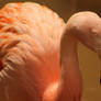 Chilean Flamingo Stock Photo 28
