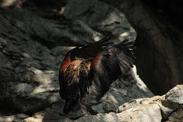 White Faced Whistling Duck Stock Photo 8