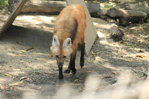 Maned Wolf Stock Photo 16