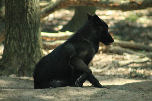 Grey Wolf Stock Photo 13