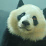Giant Panda stock Photo 5