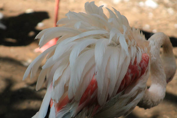 Greater Flamingo Stock Photo 15