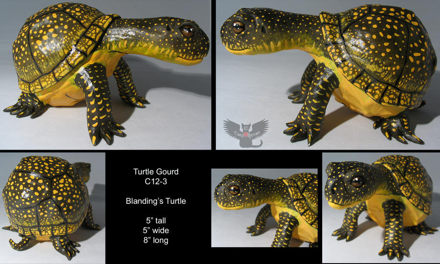 Turtle Gourd C12-3