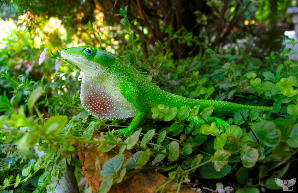 Displaying Anole Gourd Sculpture