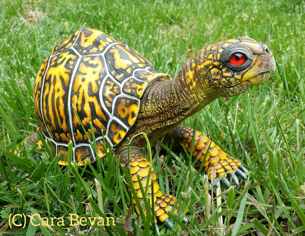 Earl the Eastern Box Turtle by ART-fromthe-HEART