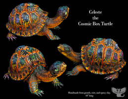 Celeste the Cosmic Box Turtle