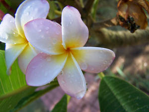 Frangopani