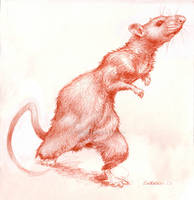 Ratita Little Rat