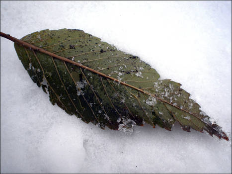 winter leaf