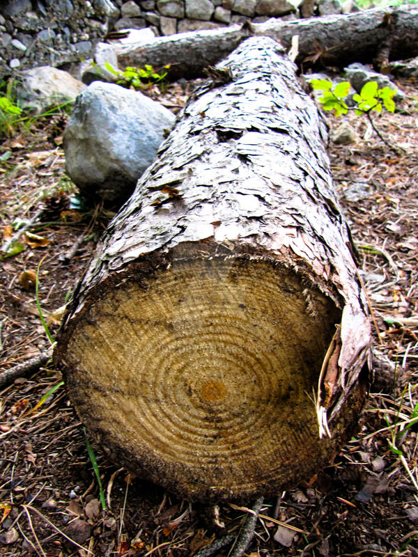 Tree Dro Tree 3 by 1do on DeviantArt