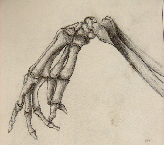 Skeleton Hand study