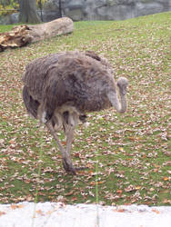 Ostrich -2-