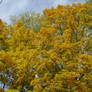 yellow trees