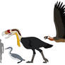 KK:TEWOTW - Skull Island Bestiary 4: Large Birds