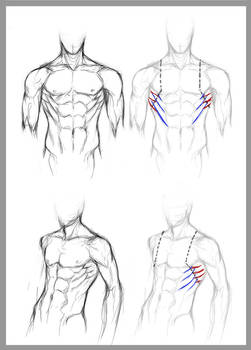 +SERRATUS ANTERIOR+