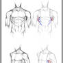 +SERRATUS ANTERIOR+