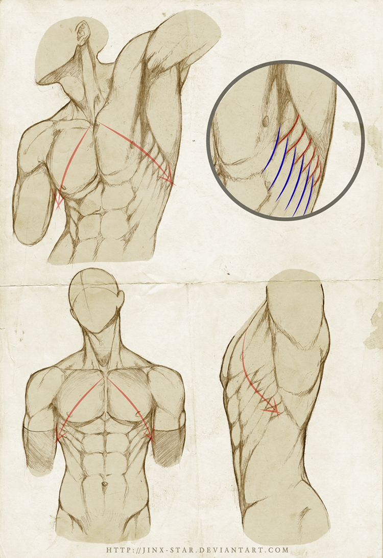 +SERRATUS ANTERIOR : REDUX+