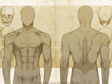 +MALE ANATOMY: FRONT + BACK STUDY+