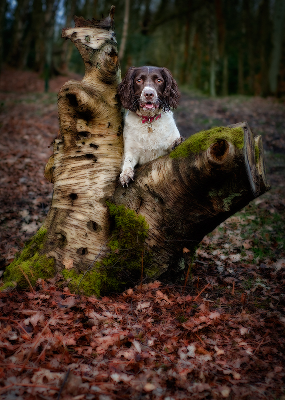 A Stump for a Tail